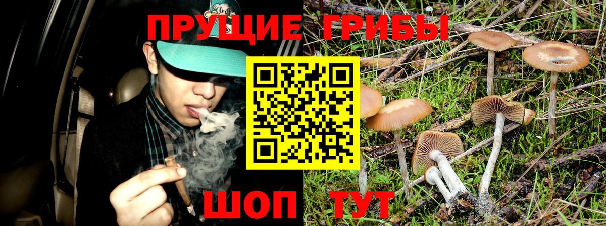 Галлюциногенные грибы мицелий  Галлюциногенные грибы Psilocybe  Вход с VPN  Новокубанск 